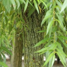 Salix alba chermesina for sale  SOUTHAMPTON