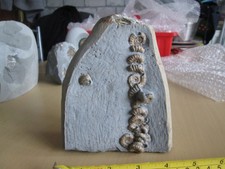 Superb promicroceras ammonite for sale  CARDIFF