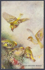 Gold crested wrens for sale  SUNBURY-ON-THAMES