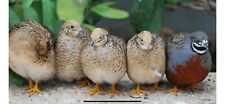 Button quail hatching for sale  Opa Locka