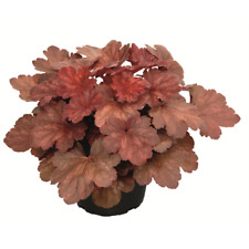 Heuchera cherry cola gebraucht kaufen  Gundelfingen a.d.Donau