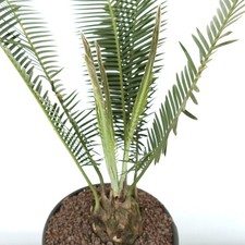 Dioon edule jacala usato  Napoli