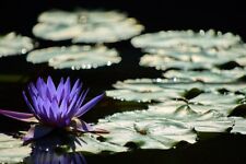 Blaue seerose blühende gebraucht kaufen  Kaiserslautern