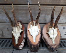 25cm präparat geweih gebraucht kaufen  Münster