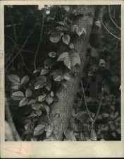1954 press photo for sale  Memphis