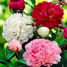 Peony paeonia spring for sale  GLASGOW