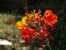 Usado, Caesalpinia pulcherrima, florida Anã Poinciana Orgulho de Barbados - 10 sementes comprar usado  Enviando para Brazil