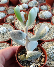 Adromischus procurvus plante d'occasion  Servian