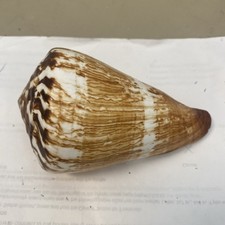 112mm conus vexillum for sale  Sanibel