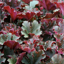 Heuchera purple petticoats d'occasion  Pouzauges