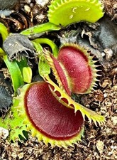 Dionaea muscipula dcxl usato  Montorio al Vomano