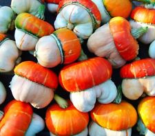 Cucurbita seeds turkish for sale  DONCASTER