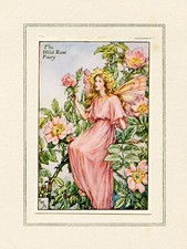 Original plate wild for sale Original plate wild for sale  UK