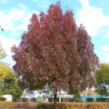 Fraxinus angustifolia tree for sale  Oakland Gardens