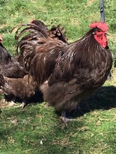 Chocolate orpington 6 for sale  PLYMOUTH