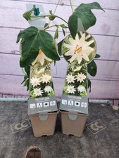 Passion flower constance for sale  HARLOW