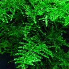 Taiwan moss. snail for sale  SLOUGH