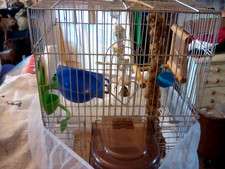 Budgie canary finch for sale  WATCHET