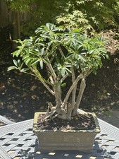 Dwarf hawaiian umbrella for sale  San Carlos