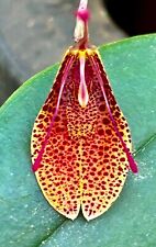 Restrepia species fire usato  Spedire a Italy