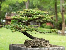 Money plant bonsai for sale  Russell