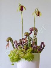 Cobra lily pitcher for sale  KETTERING