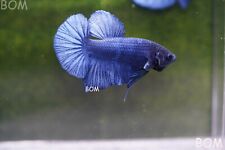 Giant male betta for sale  Miami