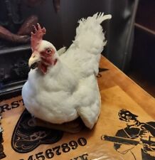 Vintage taxidermy chicken for sale  Hamilton