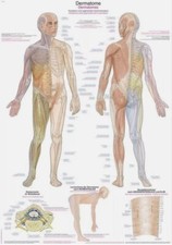 Lehrtafel dermatome 70x100 gebraucht kaufen  Siegen