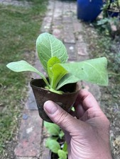 Amber leaf tobacco for sale  BRIGHTON