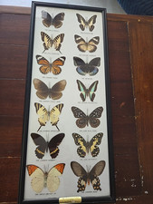 Real butterfly moth for sale  Venice