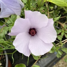 Alyogyne huegelii delightfully for sale Alyogyne huegelii delightfully for sale  HELSTON