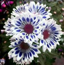 Blue window daisy for sale  Bourg