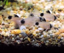 Corydoras panda for sale  PAISLEY