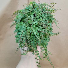 Peperomia prostrata string for sale  Woodland Hills