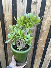 Jade plant money for sale  Van Nuys
