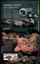 Musk duck stonefish for sale Musk duck stonefish for sale  SLEAFORD