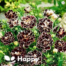 Carnation 100 seeds for sale  DONCASTER
