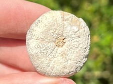 West texas fossil for sale  Coppell