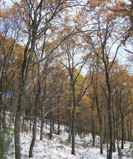 Quercus pyrenaica quercia usato  Napoli
