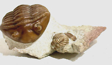 Rare russian trilobite for sale  Seattle