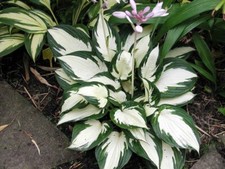 Hosta cultorum fire gebraucht kaufen  Goch