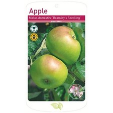 Bramley apple tree for sale  WISBECH