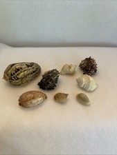 Seashells lot natural for sale  Citrus Heights