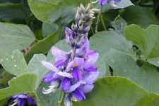 Semi pueraria tuberosa usato  Trappeto