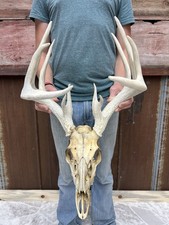 Tall tight heavy for sale  Ottumwa