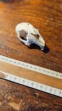 Small rabbit skull for sale  LONDON