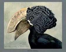 Crested hornbill 1926 for sale  USA