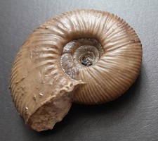 Morphoceras jactatum schalener gebraucht kaufen  Dunningen
