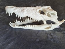 Cuban crocodile skull for sale  West Palm Beach